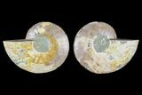 Cut & Polished Ammonite Fossil - Agatized #88445-1